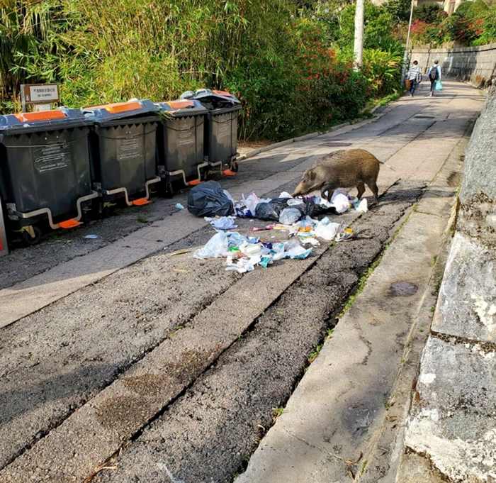 Recycling_Pigs_Ripping_Bags-700x700-Recovered | cmonde.com